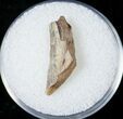 Tyrannosaurid Tooth Fragment - Montana #15199-1